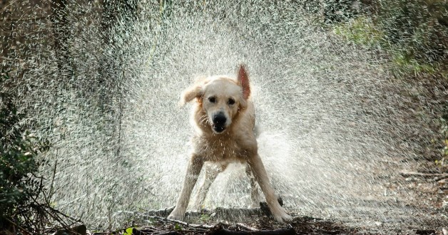 De geur van natte hond
